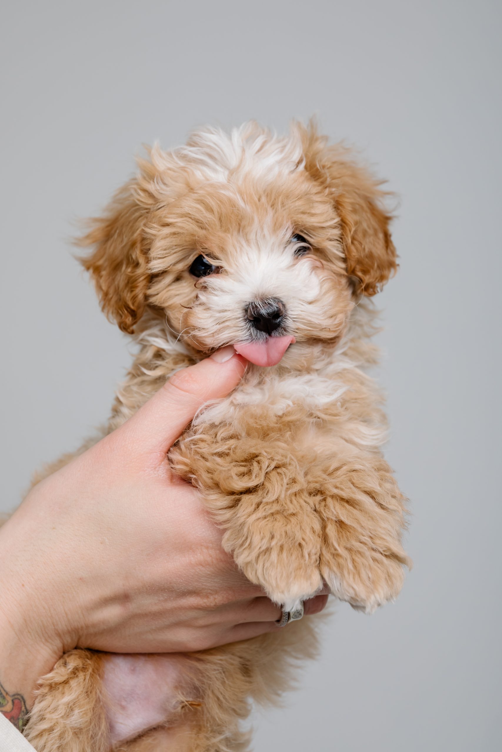 maltipoo for sale in california