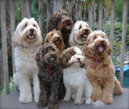 labradoodle for sale florida