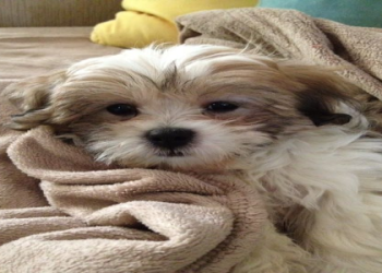 bichon frise shih tzu mix for sale