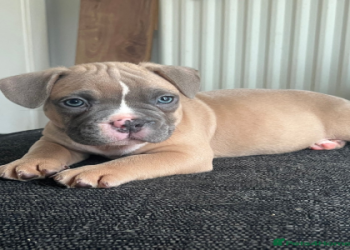 pug english bulldog mix for sale