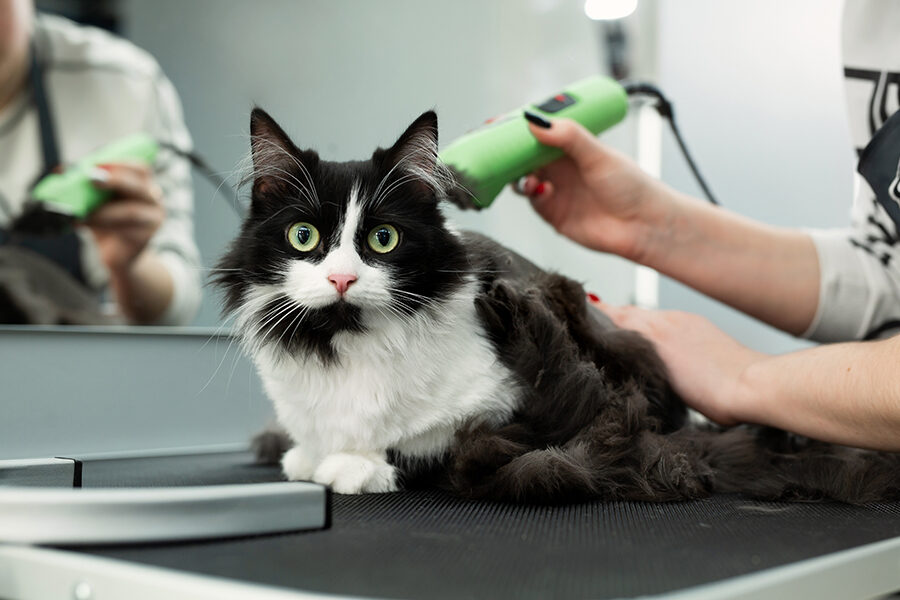 petco grooming services for cats