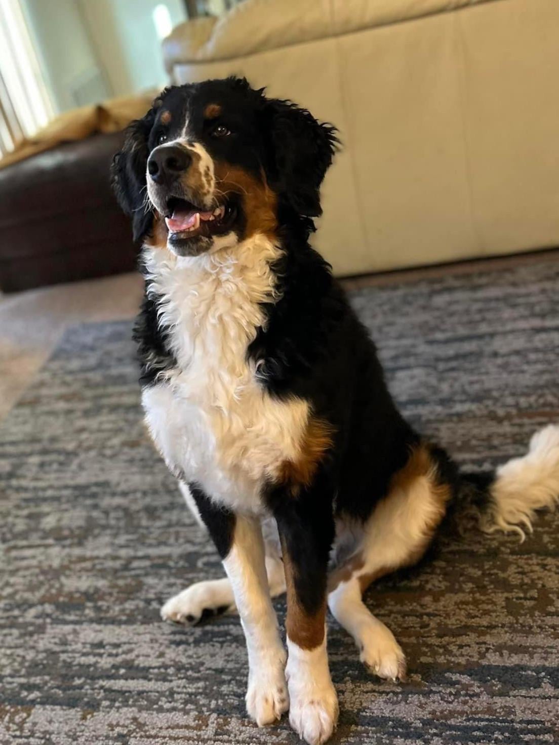 bernedoodle short hair