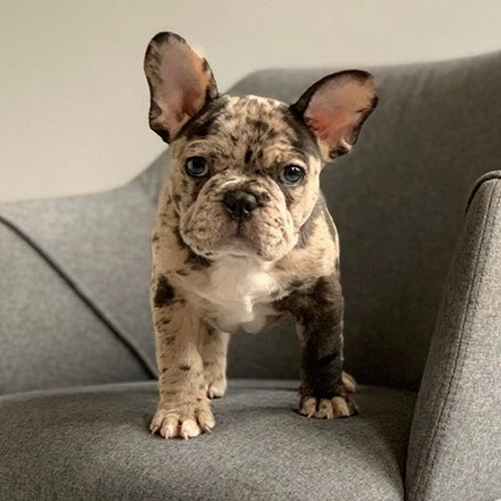 french bulldog puppies in michigan