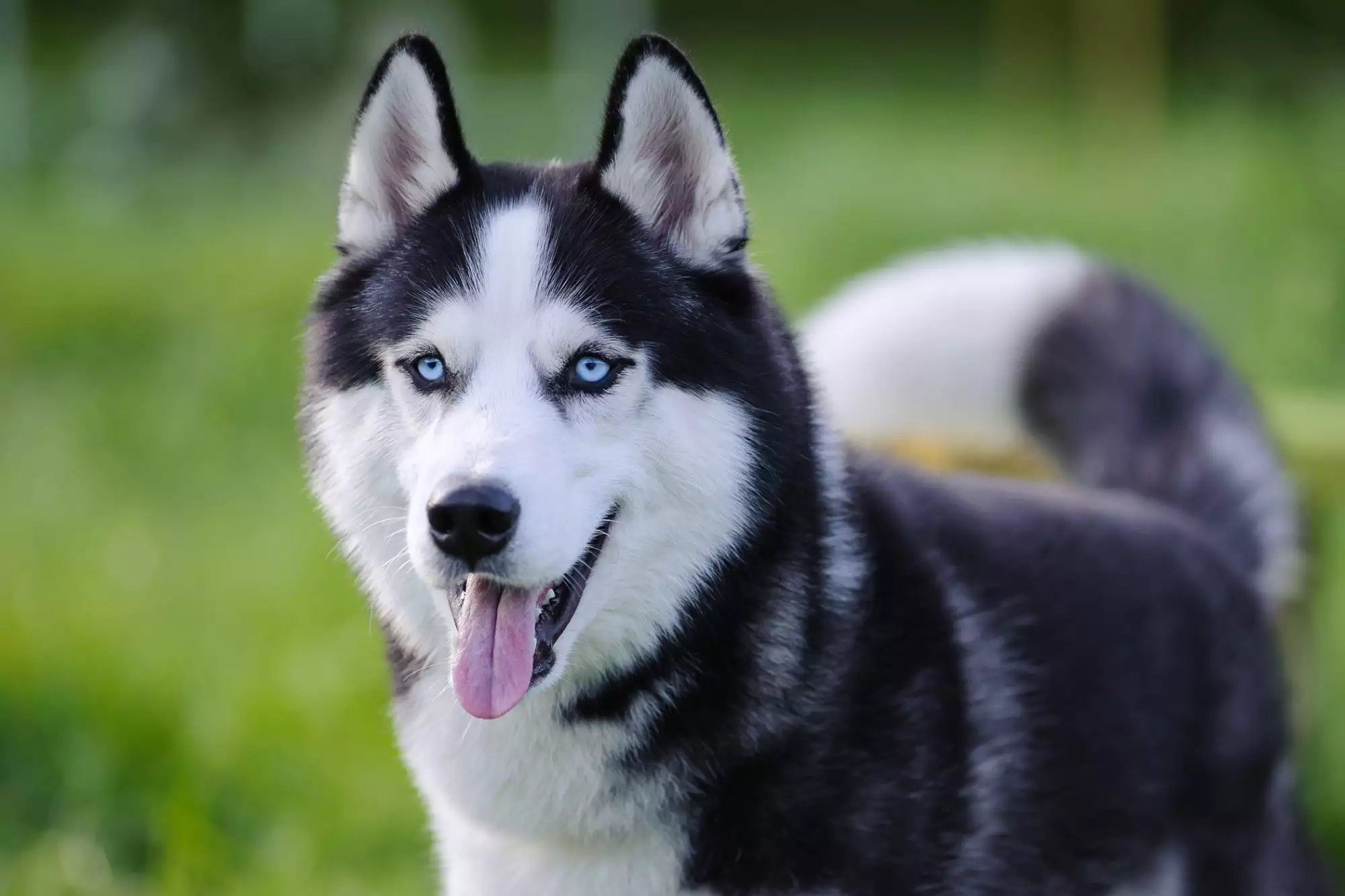 price of husky puppy in india