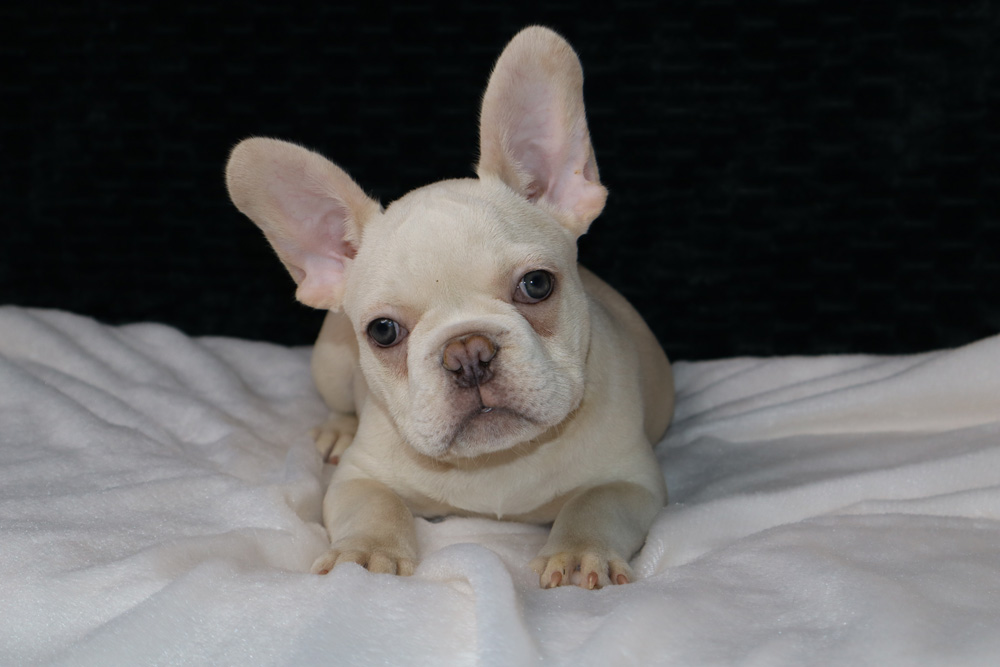french bulldog puppies in michigan