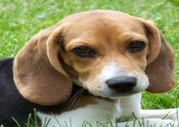 beagle puppies north carolina