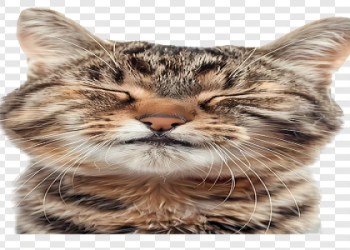 cute kittens png