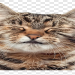 cute kittens png