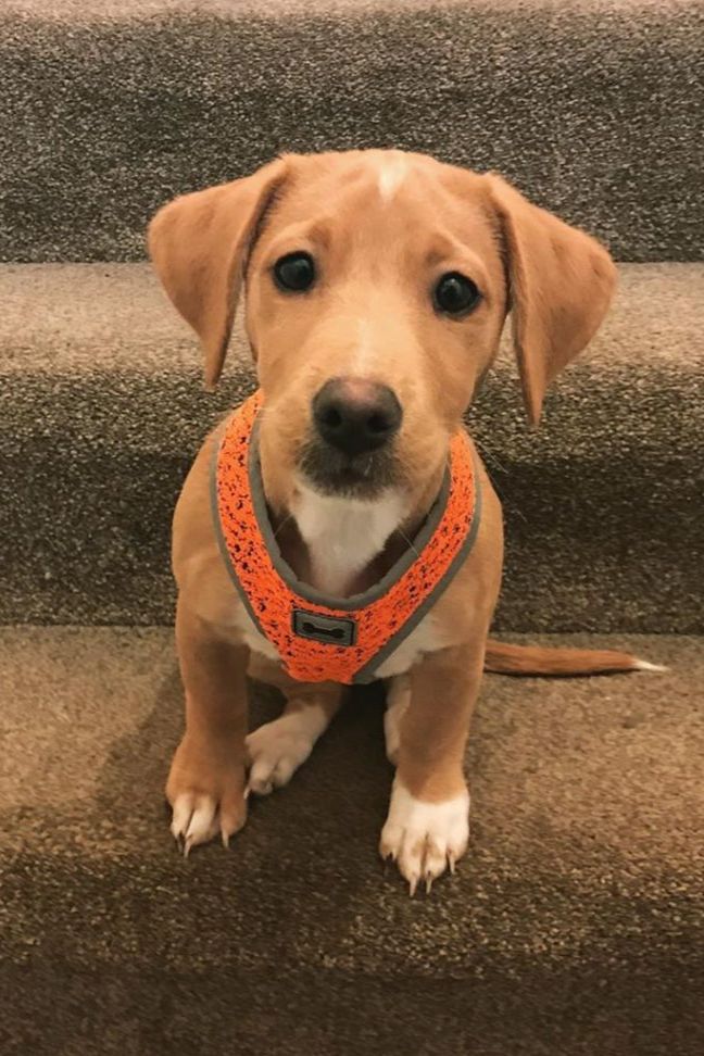 labrador jack russell