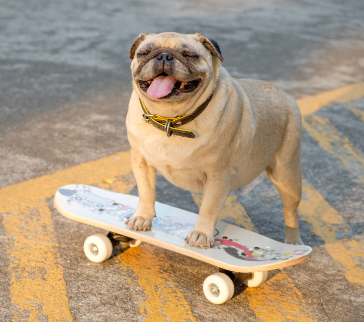 pug puppies illinois