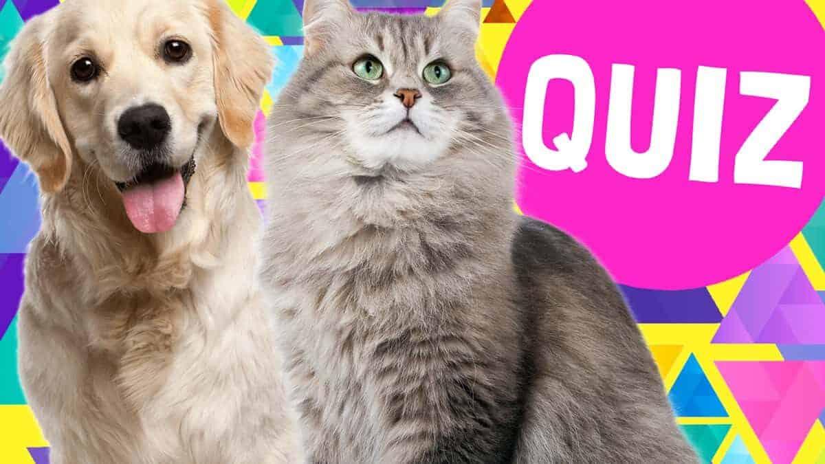 should i get a cat or dog quiz