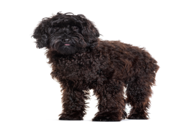 labradoodle for sale florida