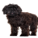 labradoodle for sale florida
