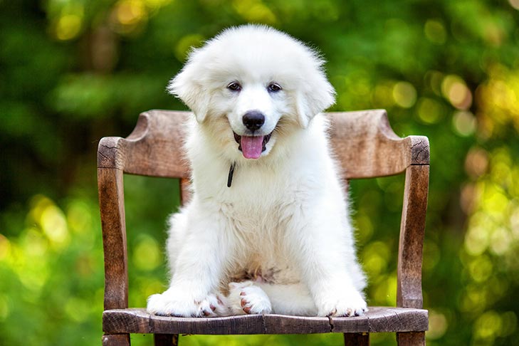great pyrenees breeders ohio