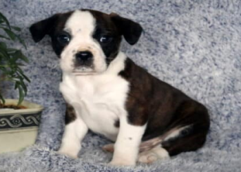 boxer mix boston terrier