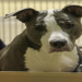 dane county humane society adoption dogs