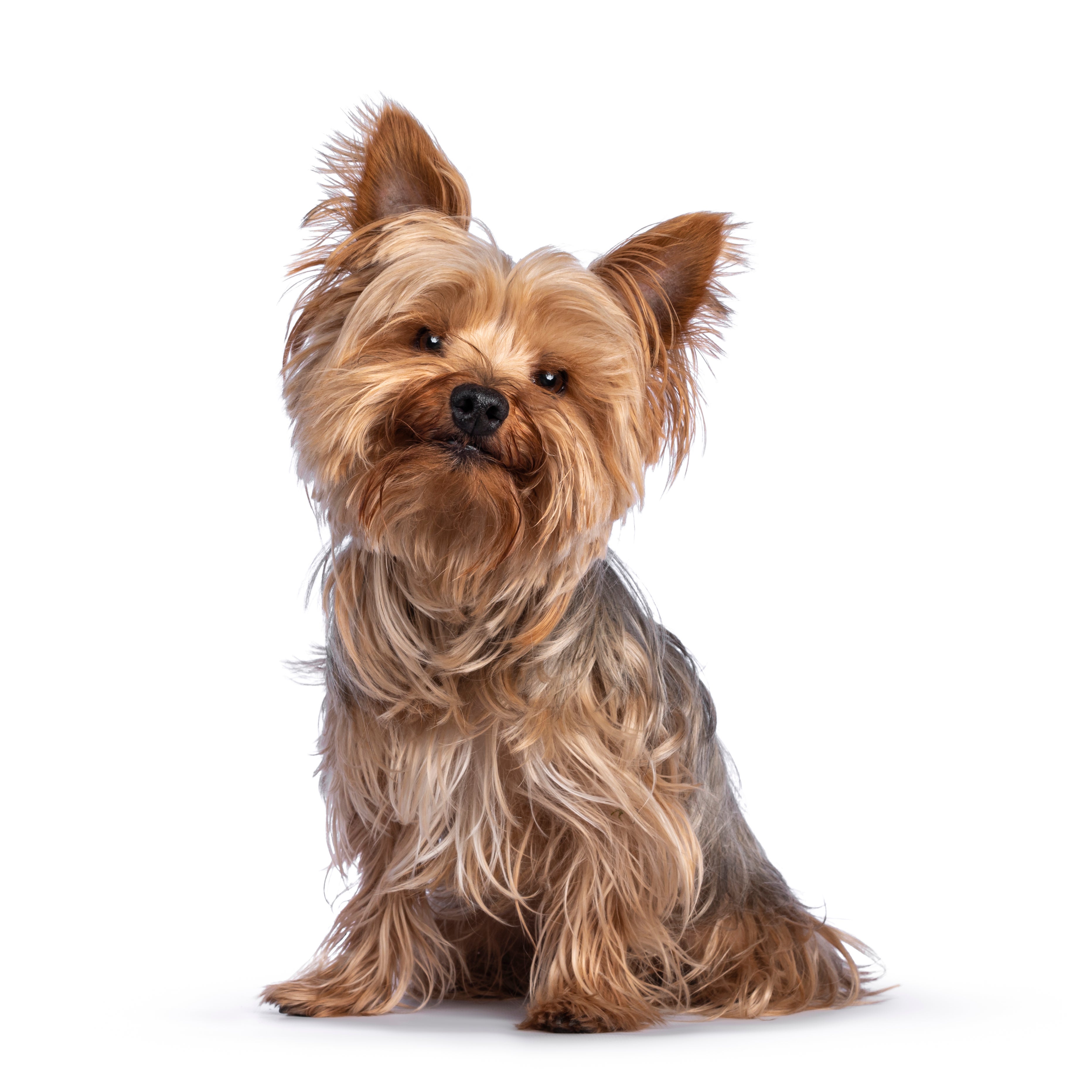 adopt a yorkshire terrier