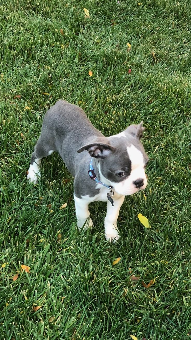 boston terrier seal and white