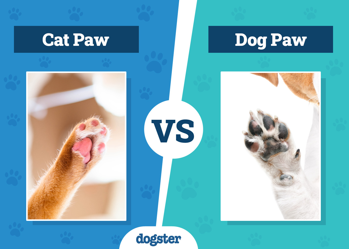 dog vs cat paw
