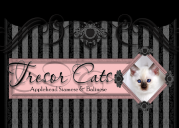 balinese cats for sale