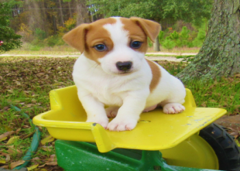 jack russell beagle mix for sale