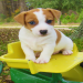 jack russell beagle mix for sale