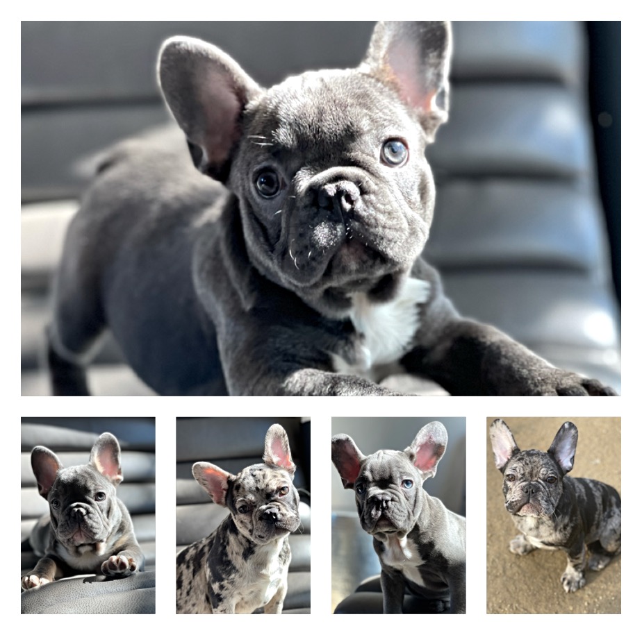 french bulldogs la