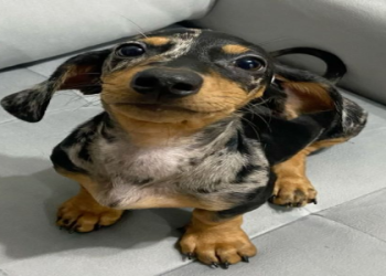 golden retriever cross dachshund