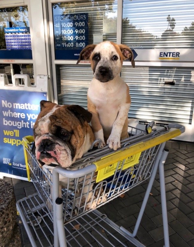 best buy dog