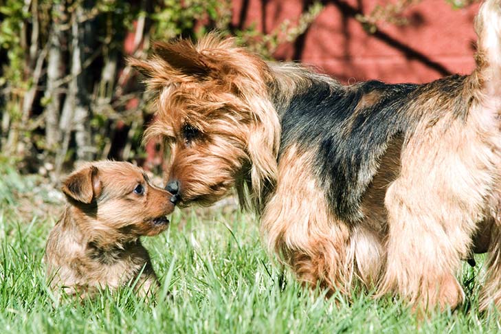 australian terrier puppies for adoption