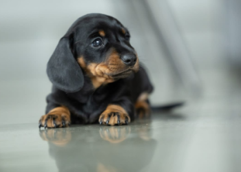 dachshund dog price in india