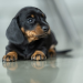 dachshund dog price in india