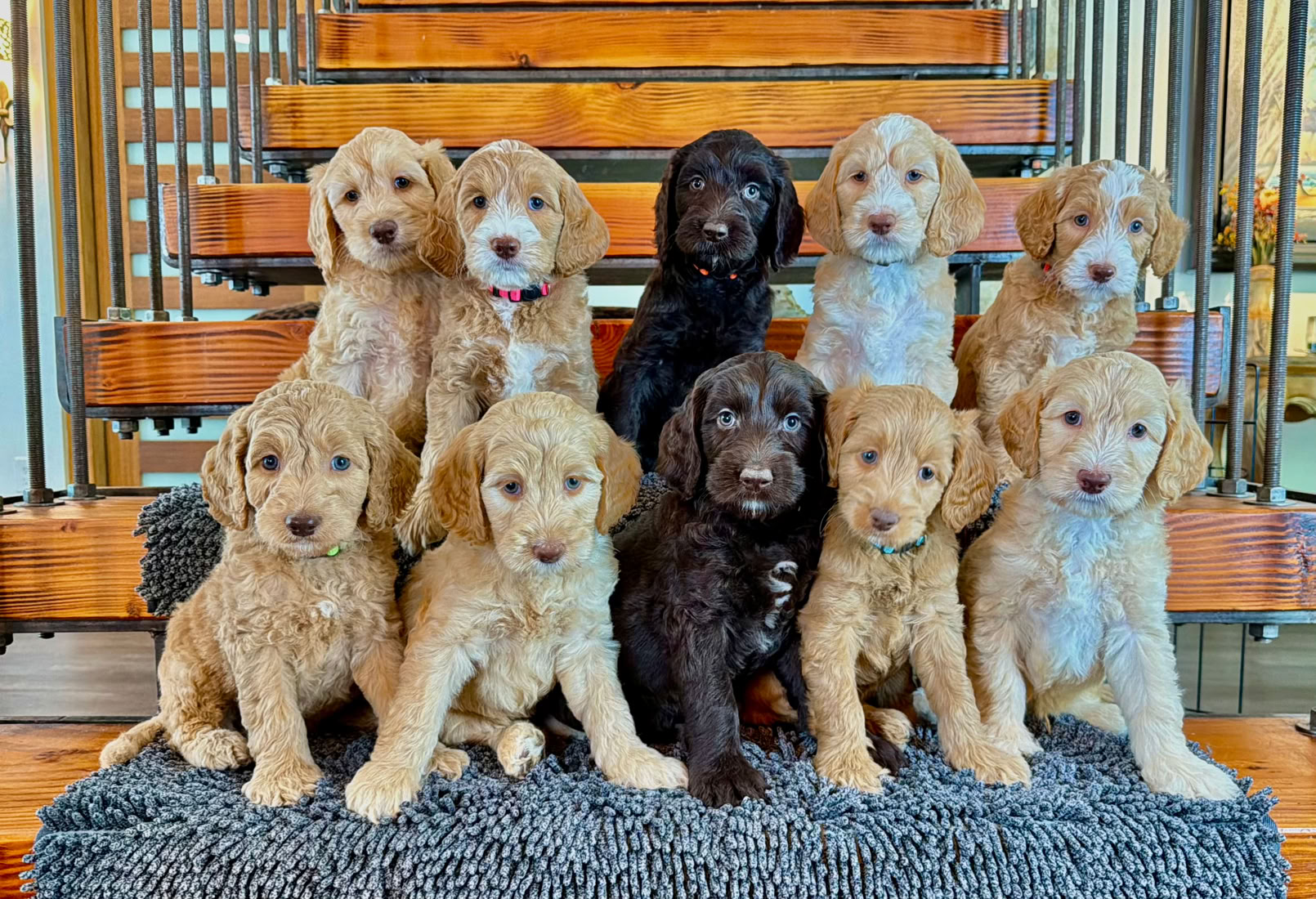 labradoodle adoption florida