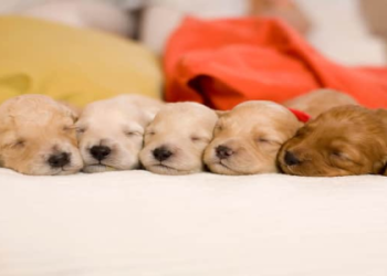 how can i get a puppy