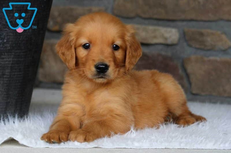 dogs for sale near me puppies