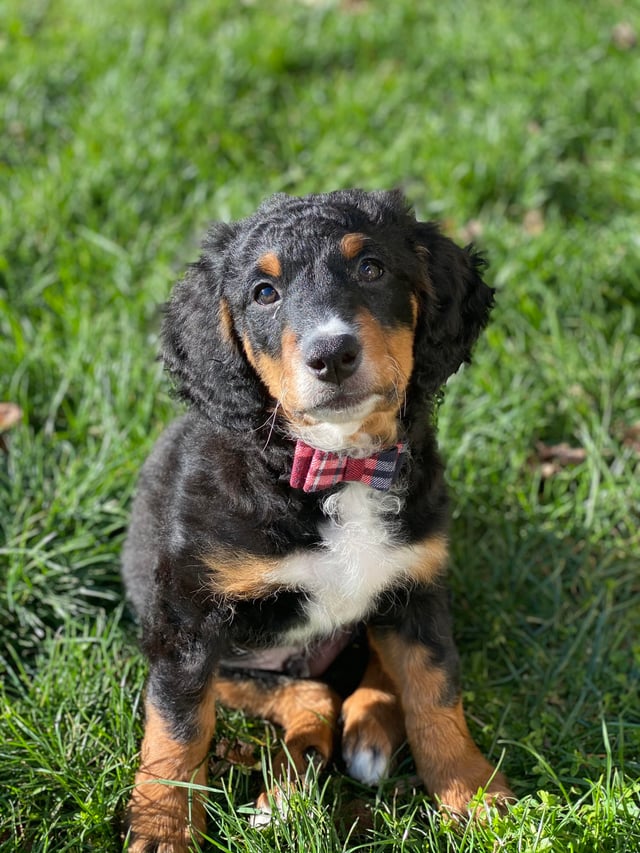 bernedoodle short hair