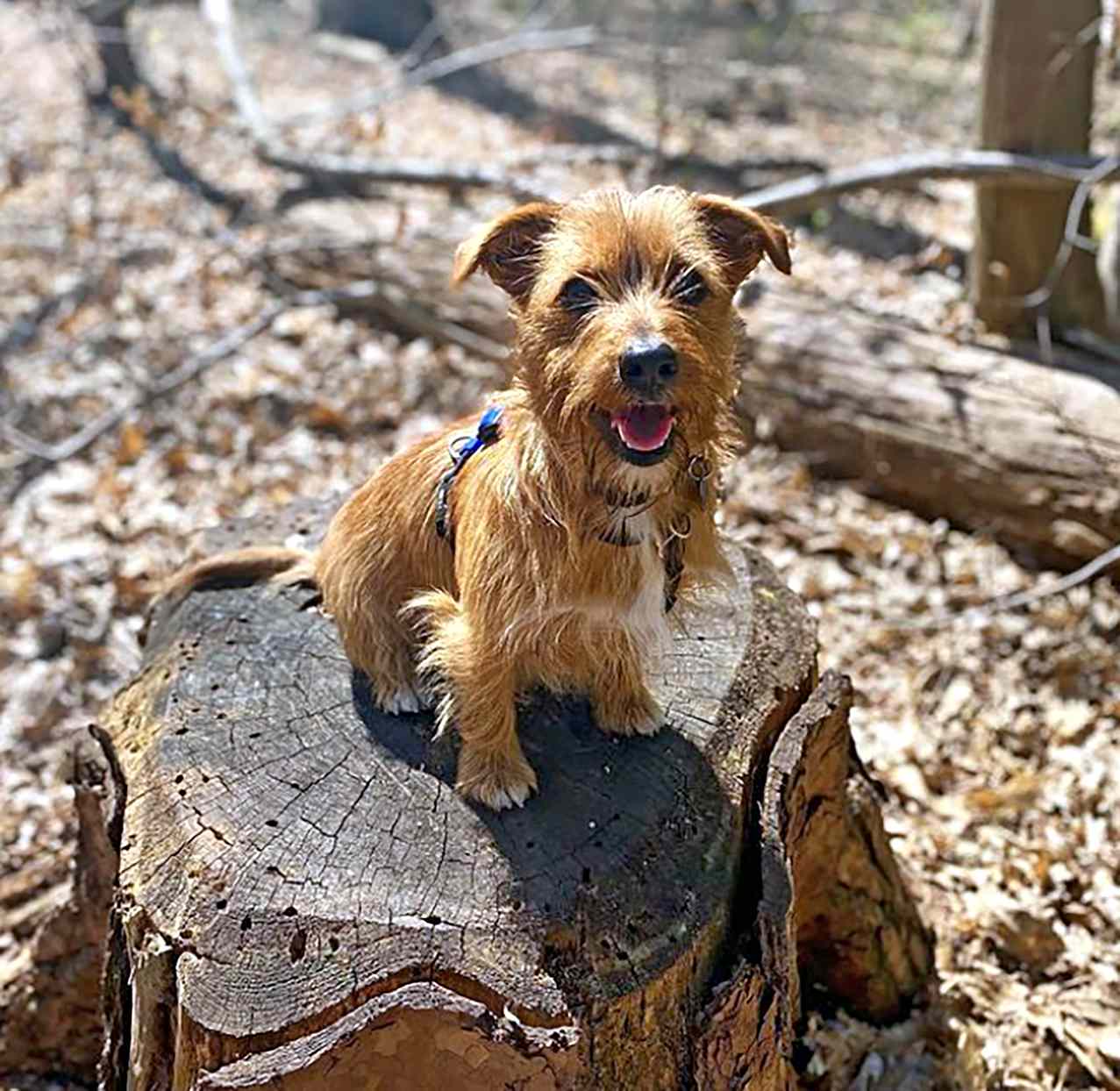 jack russell and yorkshire terrier mix