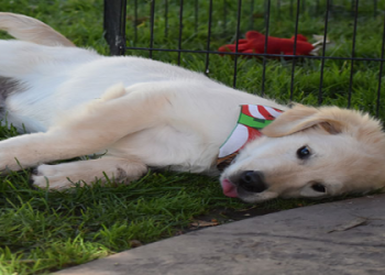white golden retrievers near me