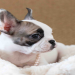french bulldog puppies in michigan