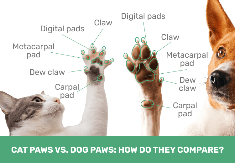 dog vs cat paw