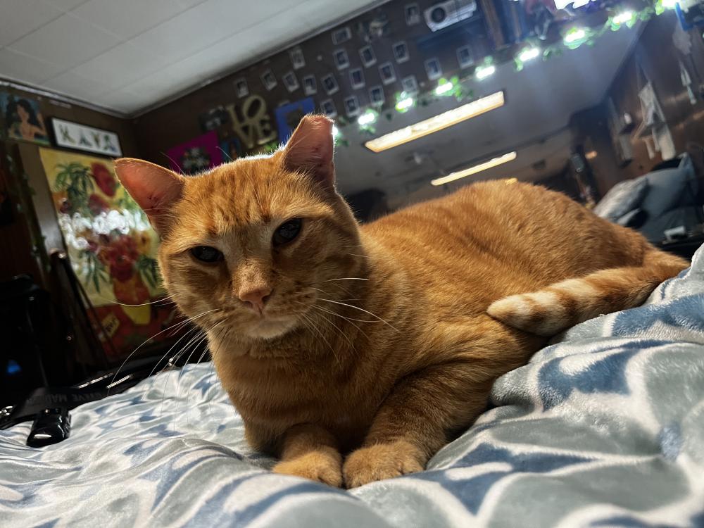 lost orange tabby cat near me