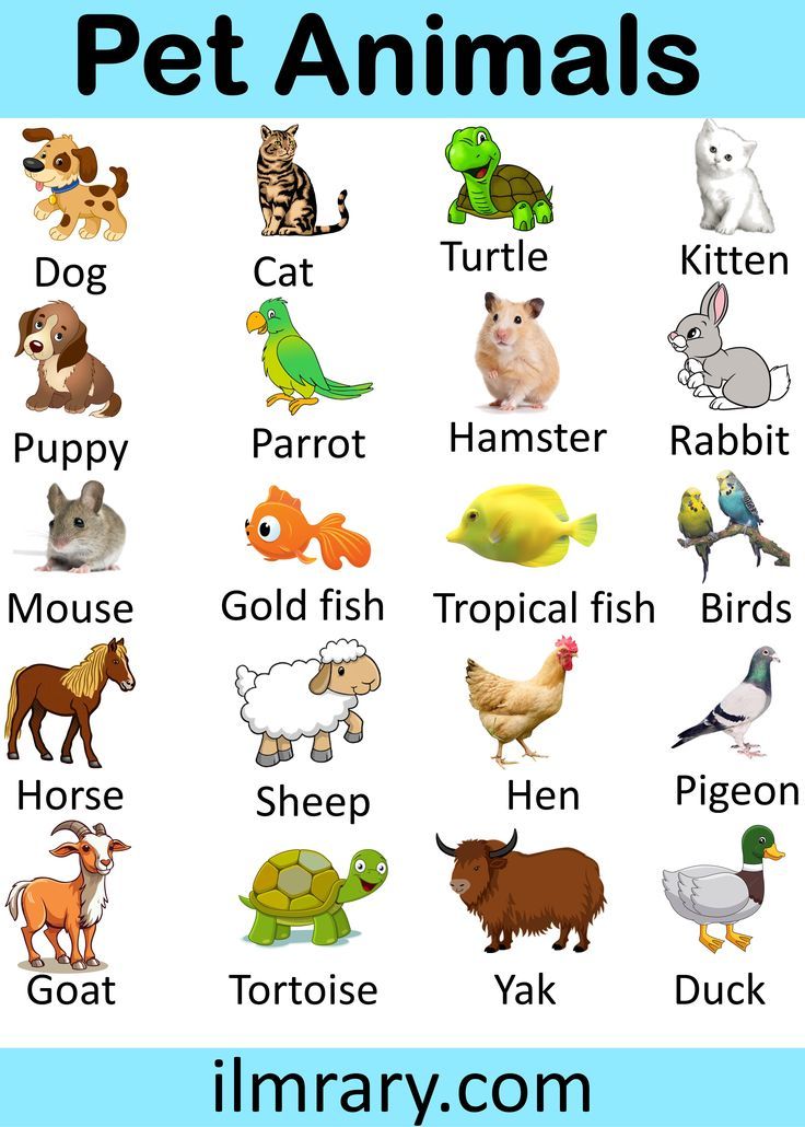 animal pet list