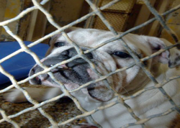 dog in the pound