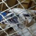 dog in the pound