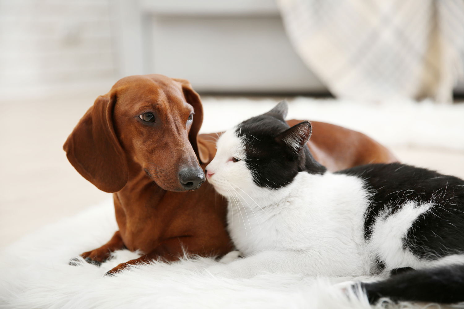 dachshund and cat