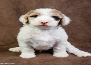 sheepadoodle for sale