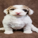 sheepadoodle for sale