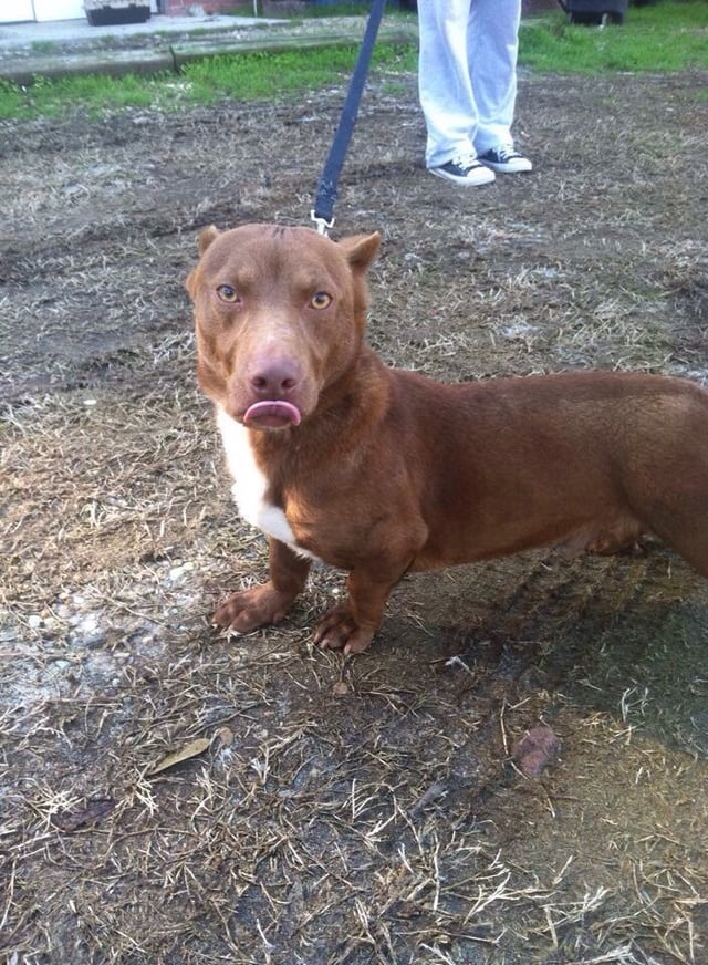 pitbull x dachshund