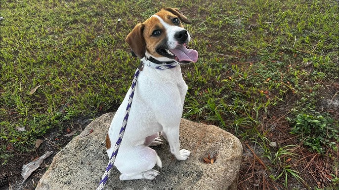 jack russell beagle mix