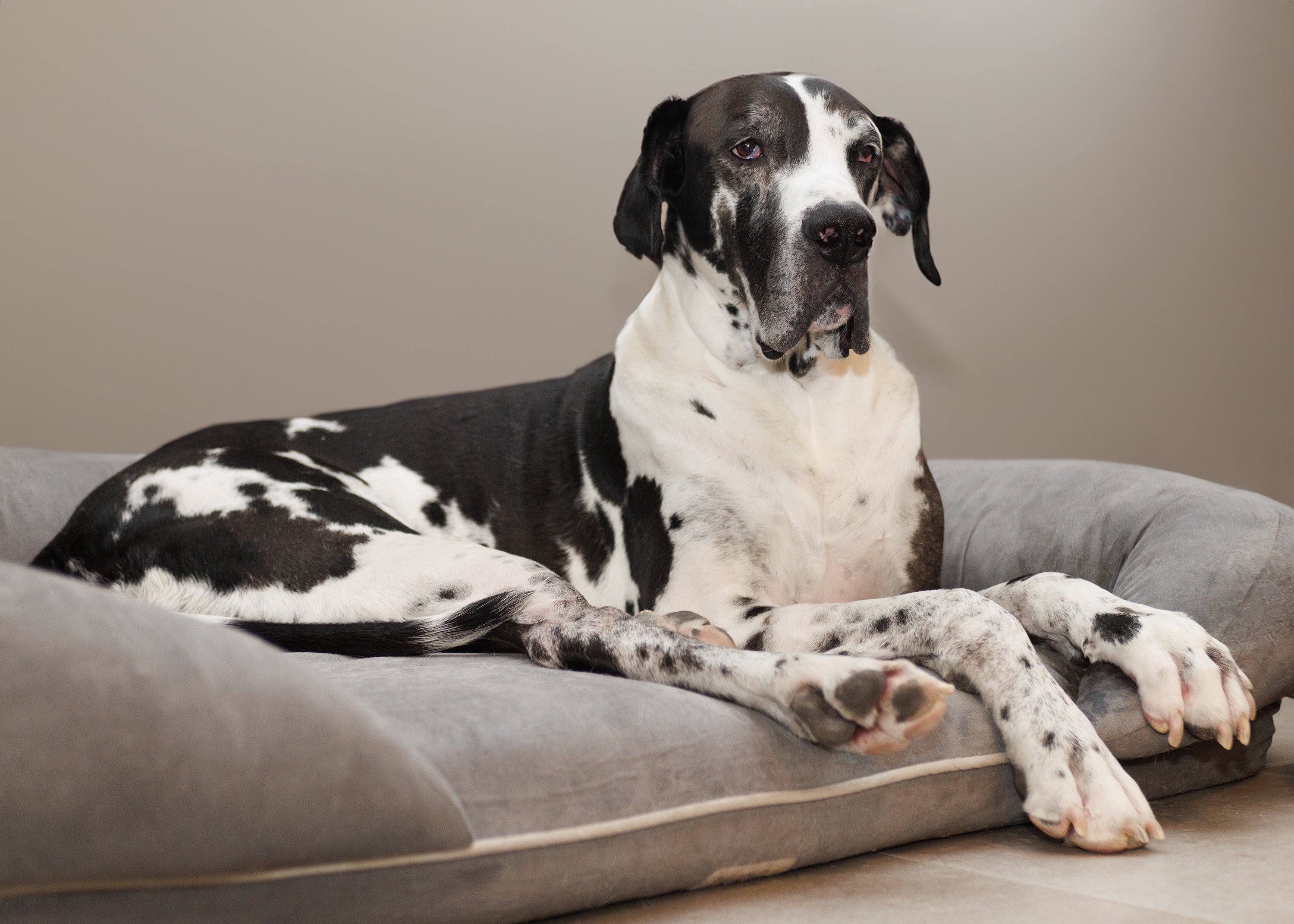 where to buy a great dane